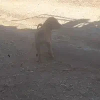 سگ پژدر