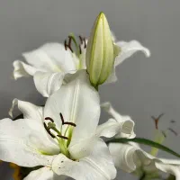 خریدار وام ازدواج نقد