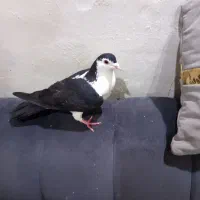 طاقی|پرنده|آران و بیدگل, |دیوار