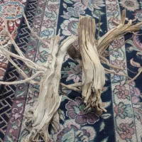 چوب آکواریوم