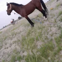 اسب نریان کرد|اسب و تجهیزات اسب‌سواری|کازرون, |دیوار