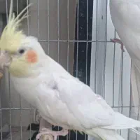 فروش عروس هلندی در نژاد های مختلف|پرنده|بوانات, |دیوار