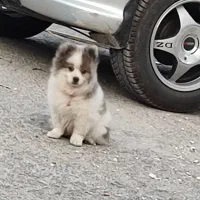 پانر روباهی