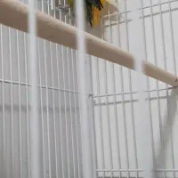 جوجه سرلاکی عروس و کوتوله برزیلی|پرنده|لامرد, |دیوار