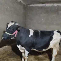 گوساله نر