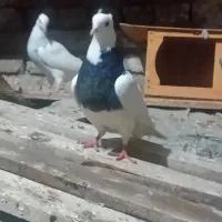 کبوتر طوقی|پرنده|بستان آباد, |دیوار