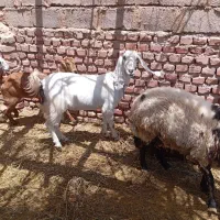 بز فروشی|حیوانات مزرعه|یزدان شهر, |دیوار