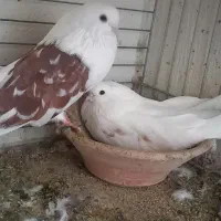 تهرونیا