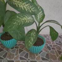 گل طبیعی زیبا|گل و گیاه طبیعی|سرپل ذهاب, |دیوار