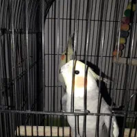 عروس هلندی مولد