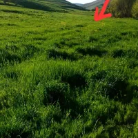 یک هکتار زمین کشاورزی