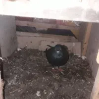 کبوتر|پرنده|رودسر, |دیوار