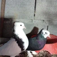 یکت خطی با شازده درجای گره