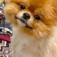 زیبا ترین سگهای زیر ۹۰۰ گرم