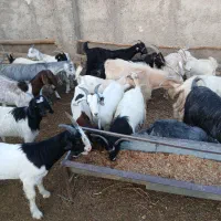 میش بز جوان وبزغاله