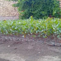 فروش نهال پسته با قیمت مناسب آماده کاشت