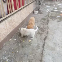 حیوان خانگی|سگ|آستانه اشرفیه, |دیوار