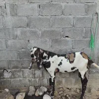 فروش پازن پنجابی اصل