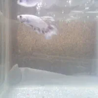 ماهی فایتر|ماهی|مشهد, گاز|دیوار