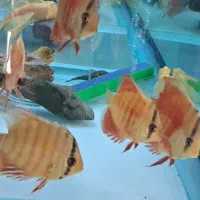 ماهی دیسکس|ماهی|کرج, شهرک اوج|دیوار