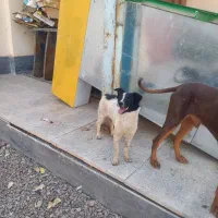 سگ نگهبان|سگ|تهران, افسریه شمالی|دیوار