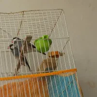 یک‌جفت‌فنچ‌نرگسی‌مولد