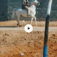 مادیون فروشی