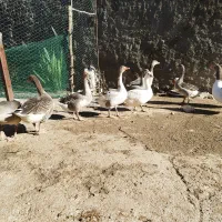 غاز|حیوانات مزرعه|بوستان, |دیوار