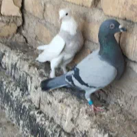 کبوتر حراج دونه 150|پرنده|شیراز, دست خضر|دیوار