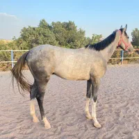 اسب دو خون دو ساله