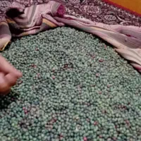 ونه تق تازه
