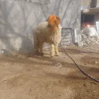 بره قوچی|حیوانات مزرعه|کوهرنگ, |دیوار