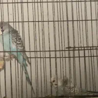 مرغ عشق پروانه ای