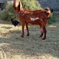 7 بزغاله پاکستانی بزرگ نژاد شیرا دوقلو زا|حیوانات مزرعه|مشهد, هفده شهریور|دیوار