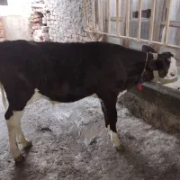 فروشی گوساله سیمینتال نر ۳.۵ الا ۴ماهه