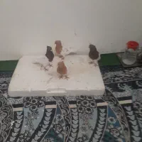 دوجفت کله سرخ زرد|پرنده|باوی, |دیوار