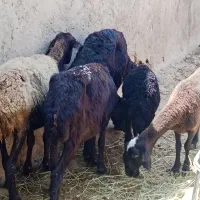 4راس میش جوان یکی بره دار دو دندون بقیه ابستن