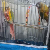 یک جفت گرینچیک