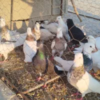 کبوتر طوقی|پرنده|امیدیه, |دیوار