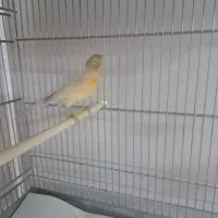 قناری|پرنده|ری, شهید غیوری (ابن باویه)|دیوار