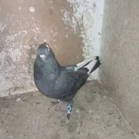 کبوتر|پرنده|ایذه, |دیوار