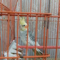 یک عدد عروس هلندی نر|پرنده|کردکوی, |دیوار