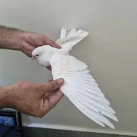 ۶عدد کبوتر یجایی