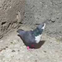 کفترسیاه سیندق|پرنده|رفسنجان, |دیوار