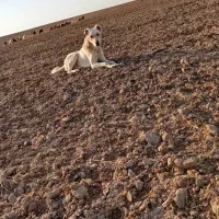 سگ گله|سگ|رضویه, |دیوار