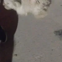 سگ شیتزو|سگ|چهاردانگه (تهران), |دیوار