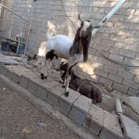 بز نر مست یضع