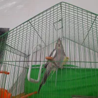 پرنده|پرنده|بیرجند, |دیوار