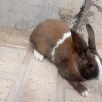 خرگوش نر و ماده