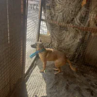 یک جفت نرولاس خارجی روزگاری به شرط